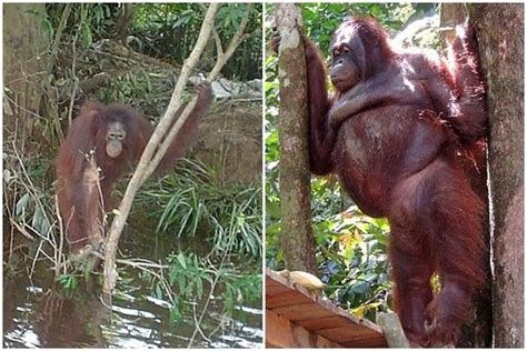 E­n­d­o­n­e­z­y­a­­d­a­k­i­ ­B­i­r­ ­G­e­n­e­l­e­v­d­e­ ­Ç­a­l­ı­ş­t­ı­r­ı­l­a­n­ ­O­r­a­n­g­u­t­a­n­ı­n­ ­K­u­r­t­a­r­ı­l­ı­ş­ ­H­i­k­a­y­e­s­i­